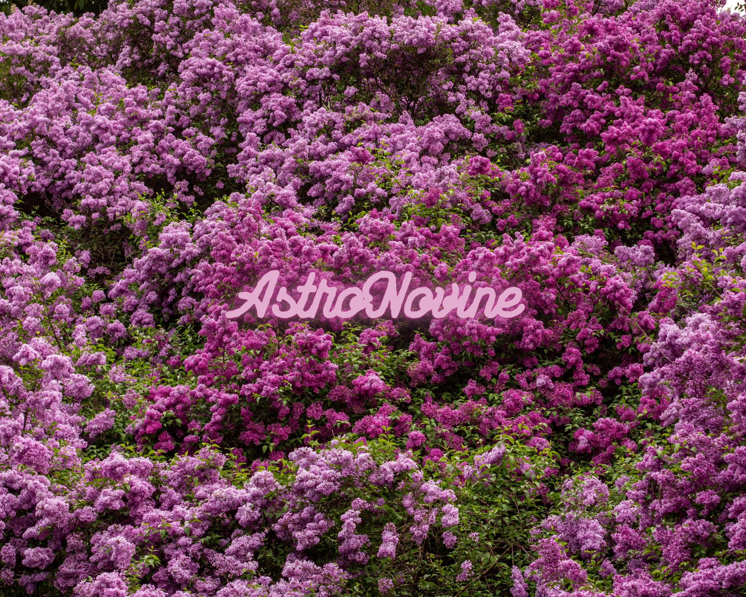 AstroNovine (8) (3)